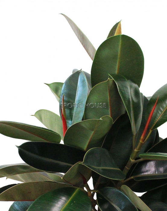 Фикус Эластика Бургунди СUBICO COLOR 30