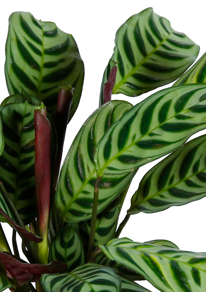 Ктенанта в CANTO STONE 14