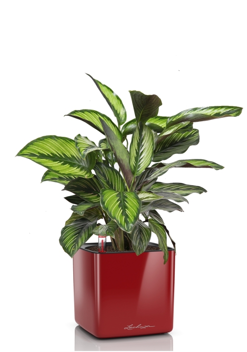 Калатея Принцепс в CUBE GLOSSY 14, ярко-красный блестящий