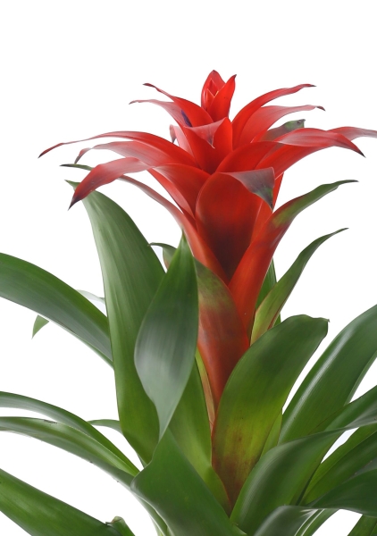 Гузмания Калипсо красная 12/40 см в CUBE COLOR 14