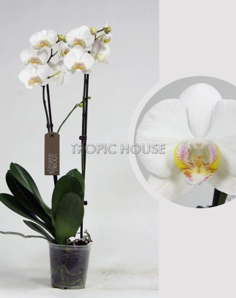 Орхидея Фаленопсис Кембридж белая 12/70 см в LAMELA MAGNOLIA fi 135 Орхидея Фаленопсис Кембридж белая 12/70 см в LAMELA MAGNOLIA fi 135