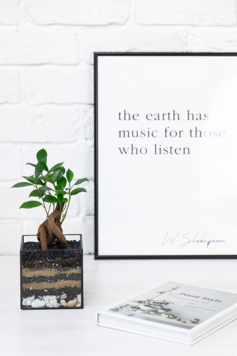 Флорариум с Бонсаем в кубе 10 см