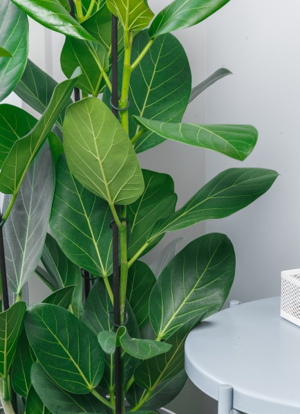 Фикус Бенгальский 3 ствола 27/90 см