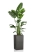Стрелиция Николай 27/170 см в CANTO STONE HIGH 40