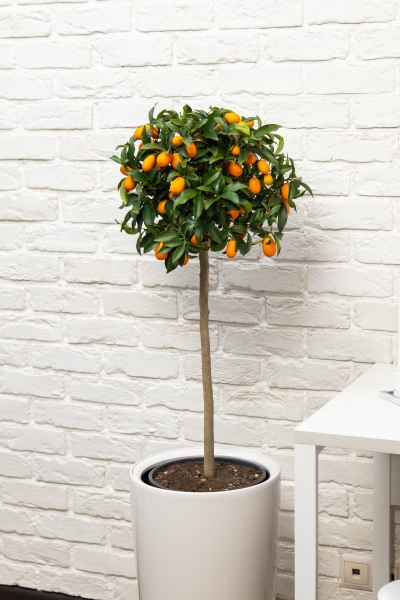 Цитрофортунелла Кумкват на стволе 26/100 см в CLASSICO COLOR 35 Цитрофортунелла Кумкват на стволе 26/100 см в CLASSICO COLOR 35