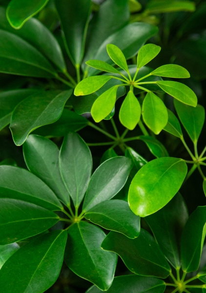 Шеффлера Компакта бранч 40/140 см