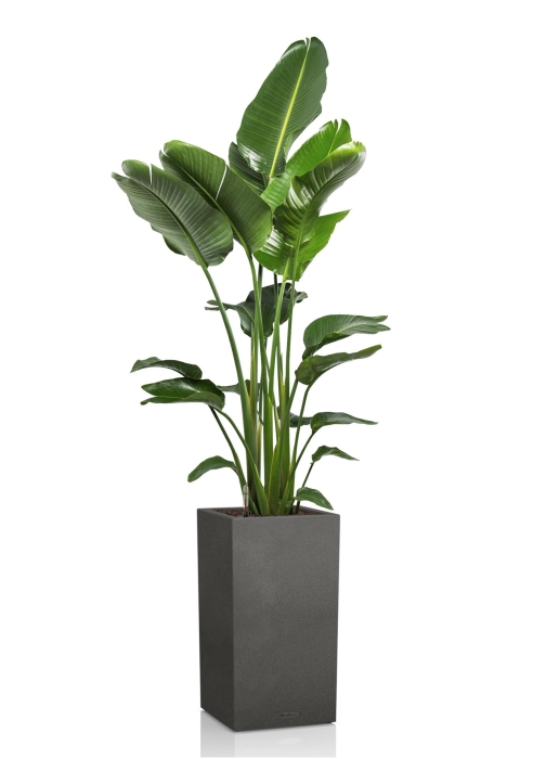 Стрелиция Николай 27/170 см в CANTO STONE HIGH 40, графитовый черный