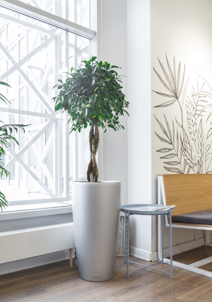 Фикус Бенджамина Нитида переплетенный 40/160 см