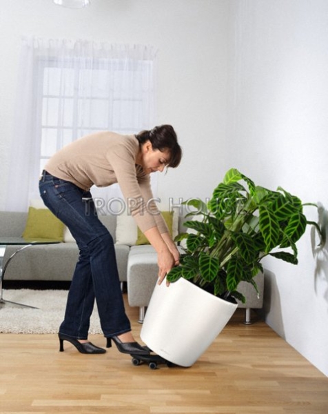 Ролики для CLASSICO 43 | QUADRO 43 | PURO 50