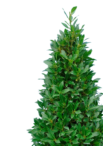 Лавр пирамида 25/100 см Лавр пирамида 25/100 см