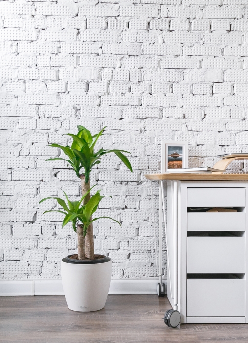 Драцена Массанжеана 2 ствола 19/100 см