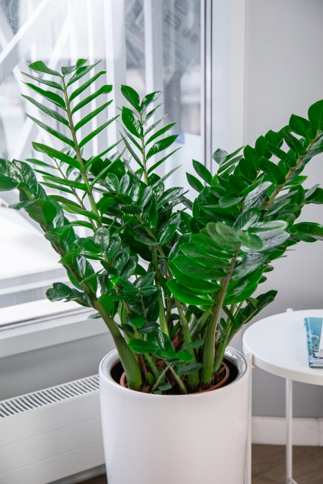 Замиокулькас 27/100 см