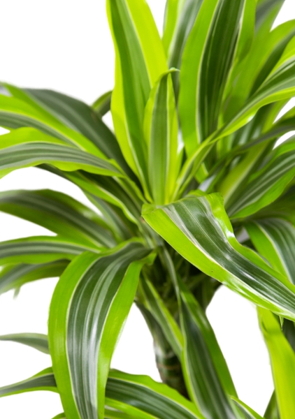 Драцена Лемон Лайм розетка 12/20 Драцена Лемон Лайм розетка 12/20