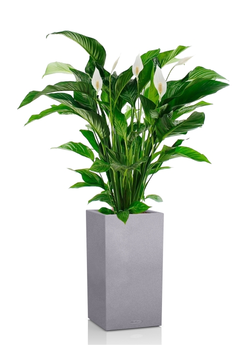 Спатифиллум Свит в CANTO STONE HIGH 30, серый камень