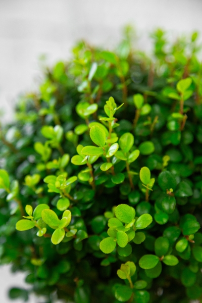 Мирсина в PURO 20