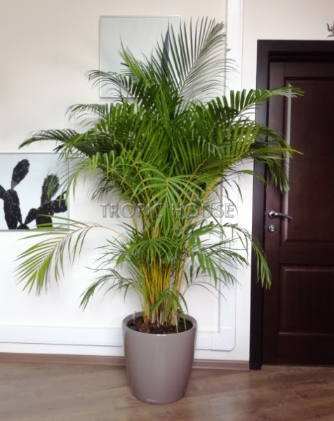 Хризалидокарпус Арека 40/190 см