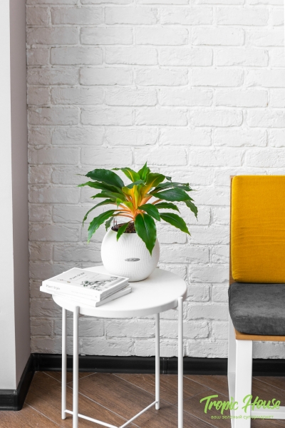 Хлорофитум Фаер Флеш в PURO 20