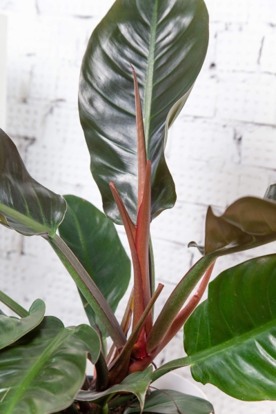 Филодендрон Империал Ред 19/60 см в CLASSICO 18 Филодендрон Империал Ред 19/60 см в CLASSICO 18