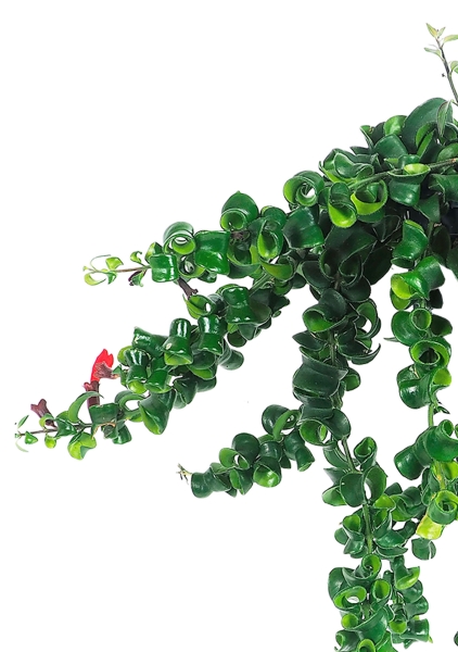 Эсхинантус Раста 15/35 см Эсхинантус Раста 15/35 см