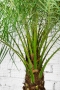 Финиковая пальма Робелини макси 30/160 см