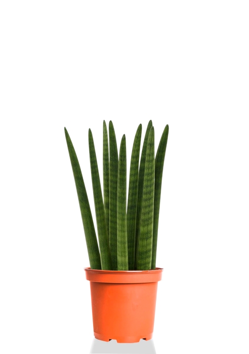 Сансевиерия Цилиндрика Спагетти 12/40 см