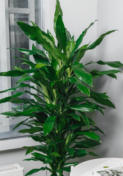 Драцена Джанет Линд бранч 31/150 см Драцена Джанет Линд бранч 31/150 см