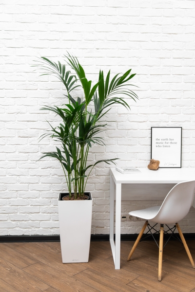 Ховея Кентия 24/150 см