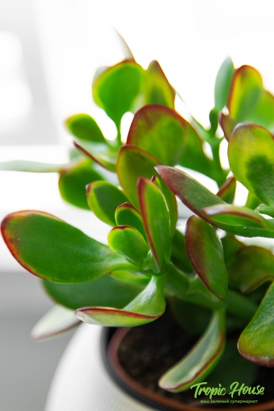 Крассула Овата сансет 12/20 см