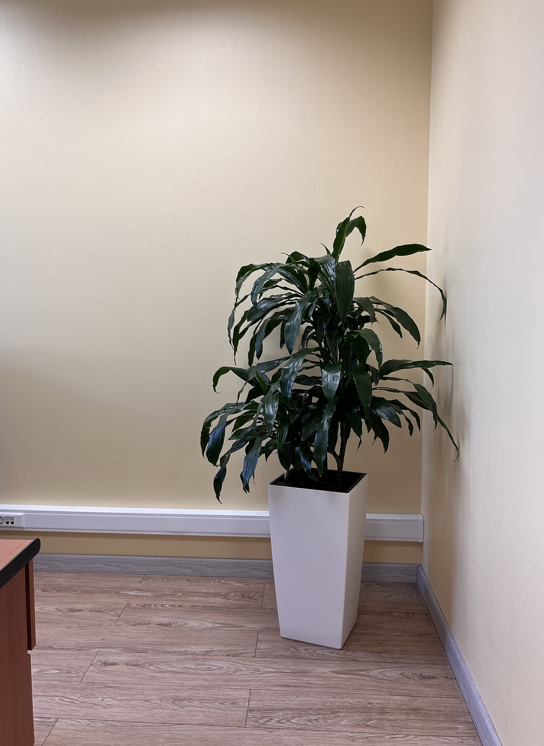 СЕРВИСНЫЙ УХОД ЗА РАСТЕНИЯМИ СЕРВИСНЫЙ УХОД ЗА РАСТЕНИЯМИ