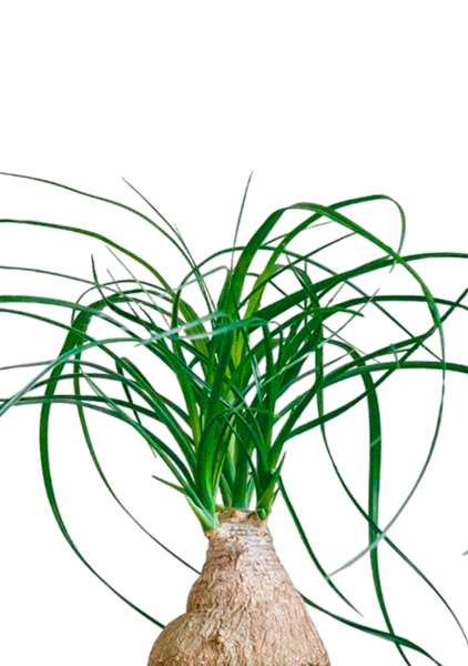 Нолина на стволе 12/35 в CUBE GLOSSY KISS 14