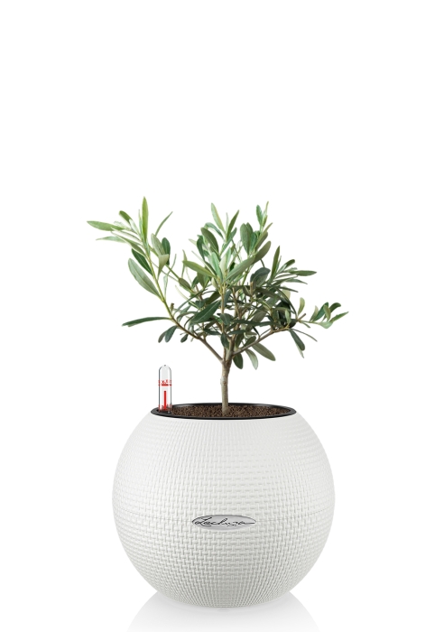 Олива в PURO 20, белый