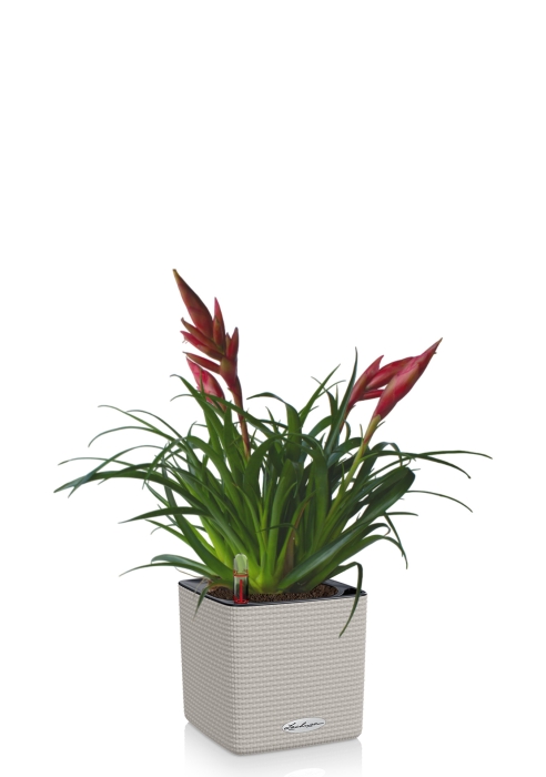 Вриезия Астрид 12/30 см в cCOLOR 16, песочный коричневый