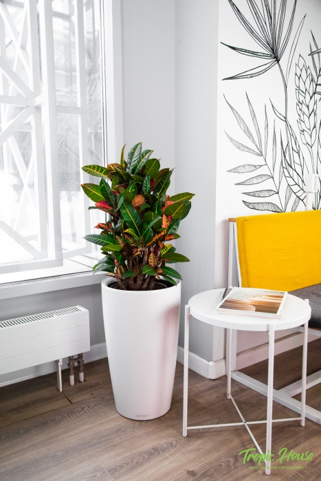 Кротон Петра в RONDO 32