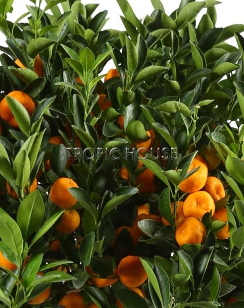 Цитрус Каламондин на стволе 46/140 см