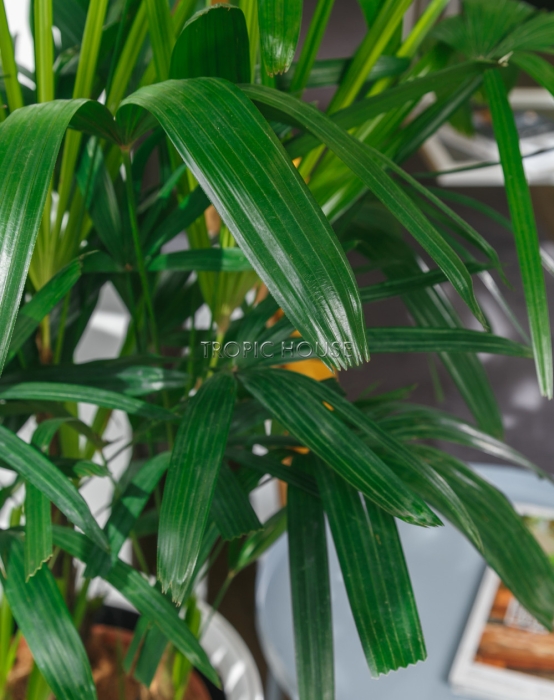 Рапис в RONDO 32