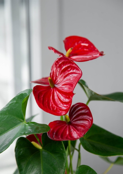 Антуриум Чемпион Красный в CLASSICO COLOR 21 Антуриум Чемпион Красный в CLASSICO COLOR 21