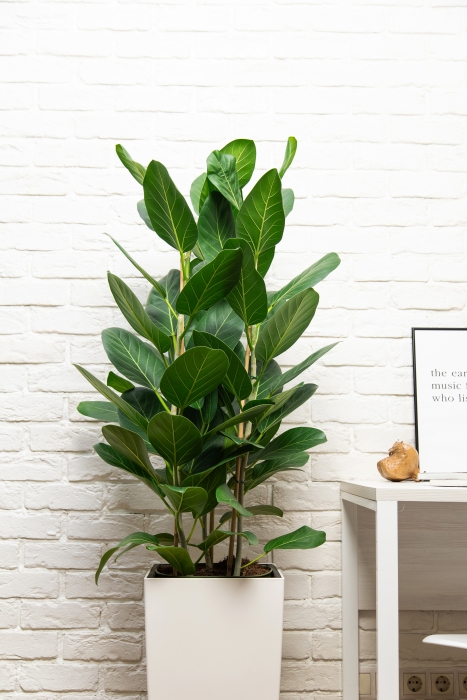 Фикус бенгальский в CUBICO 30