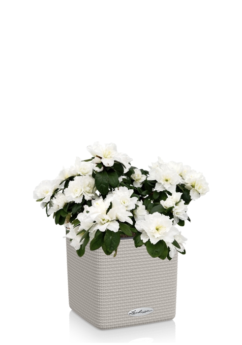 Азалия Индика белая в CUBE COLOR 16, песочно-коричневый