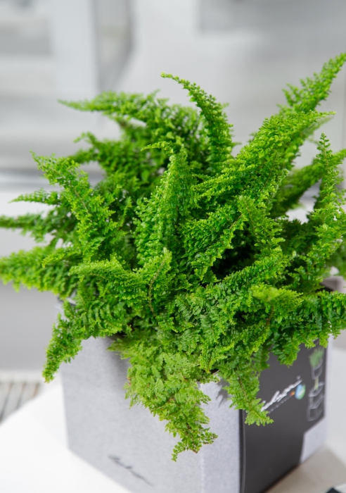 Папоротник Нефролепис Возвышенный 12/25 см