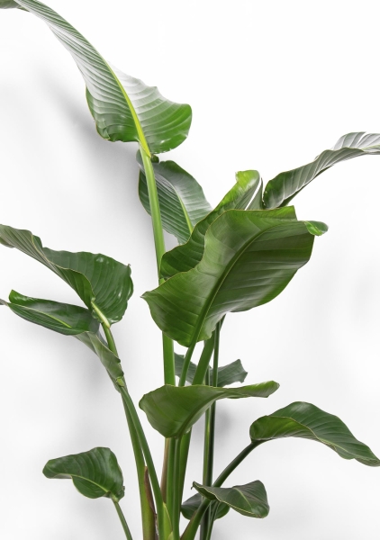 Стрелиция Николай 24/130 см Стрелиция Николай 24/130 см