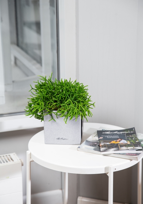 Рипсалис Кассута в CANTO Stone 14