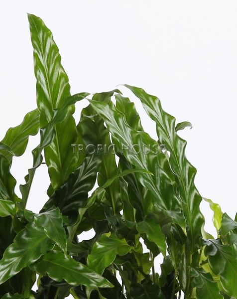 Калатея Руфибарба в DELTA 20