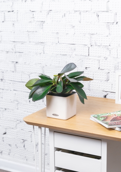 Пеперомия Ред Марджин 15/30 см Пеперомия Ред Марджин 15/30 см