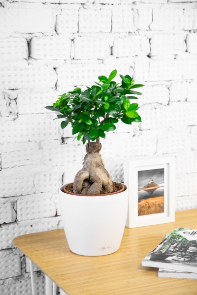 Бонсай в CLASSICO 18