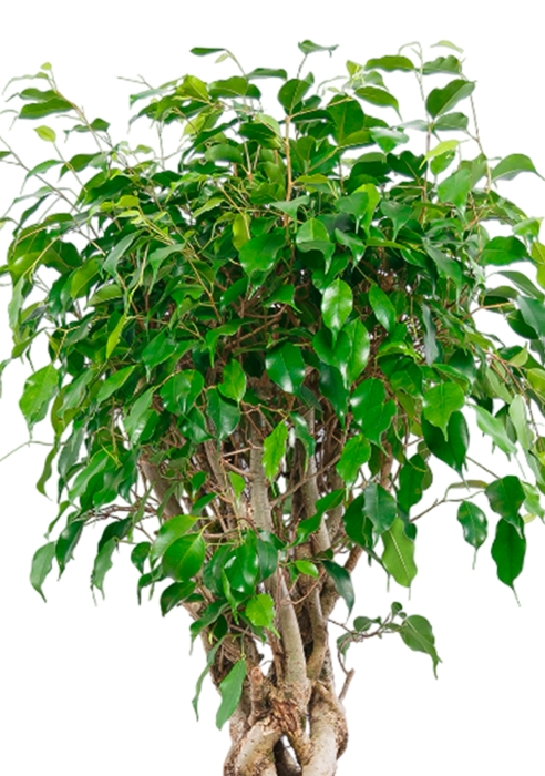 Фикус Бенджамина Экзотика цилиндр 31/130 см