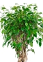 Фикус Бенджамина Экзотика цилиндр 31/130 см
