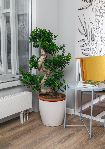 Фикус бонсай в CLASSICO 43 Фикус бонсай в CLASSICO 43