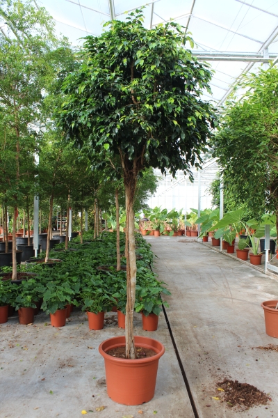 Фикус Даниэль на штамбе 60/300 см Фикус Даниэль на штамбе 60/300 см