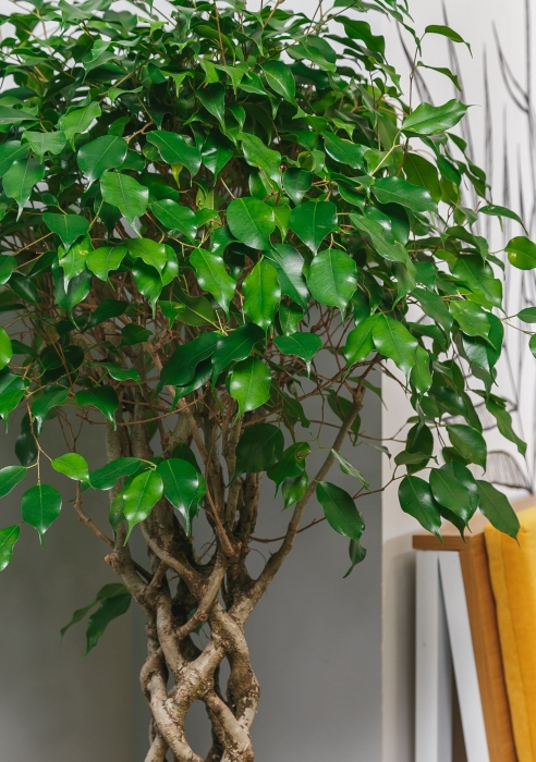 Фикус цилиндр в RONDO 40