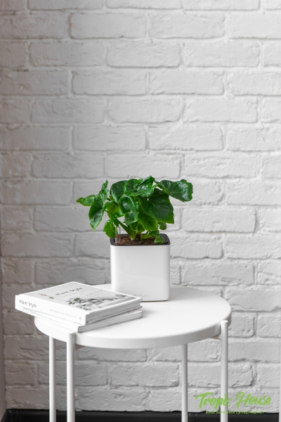 Филодендрон Атом в CUBE GLOSSY 14